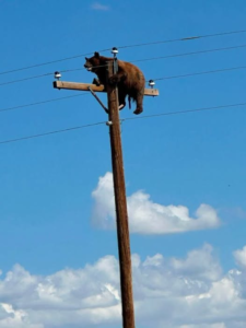 bears